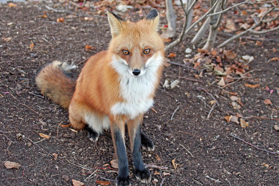 Amber Eyes Photograph by Mary Lee Agnew - Fine Art America