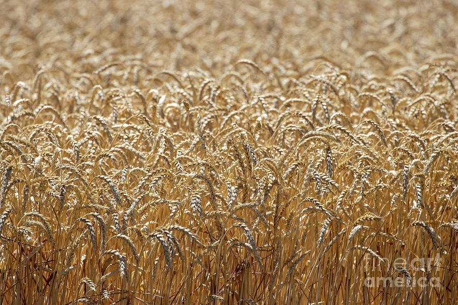 Amber Fields of Grain Photograph by Vivian Krug Cotton