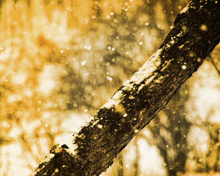 Winter Photograph - Amber Snow by Simone Hester