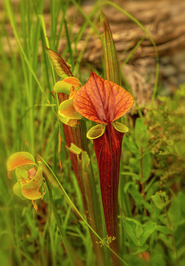 Amber Trumpet Pitcher Plant Photograph by Cate Franklyn
