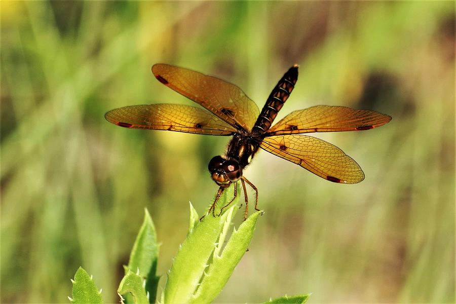 Amber Wing Dragonfly Photograph by Sheila Brown