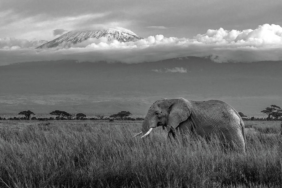 Amboseli Elephant Photograph by Eric Albright
