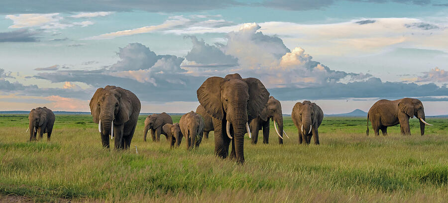 Amboseli Elephants - Color Version Photograph by Eric Albright