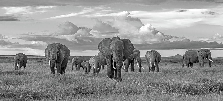 Amboseli Elephants Photograph by Eric Albright