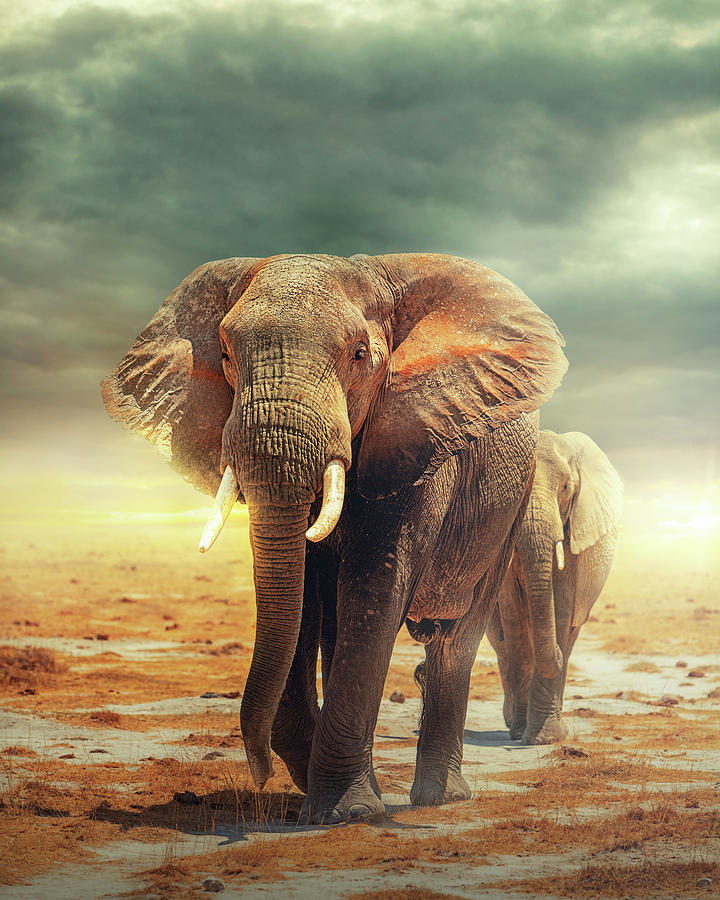 Wildlife Photograph - Amboseli - Land of the Elephants by Good Focused
