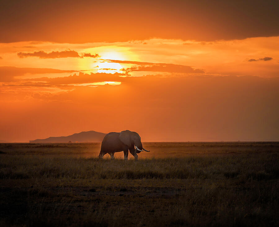 Amboseli Sunset Photograph by Laura Hedien Amboseli Sunset Photograph by Laura Hedien