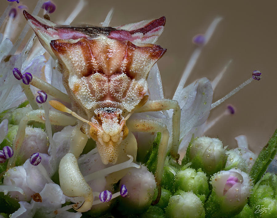 Ambush Bug 2 Photograph by Endre Balogh