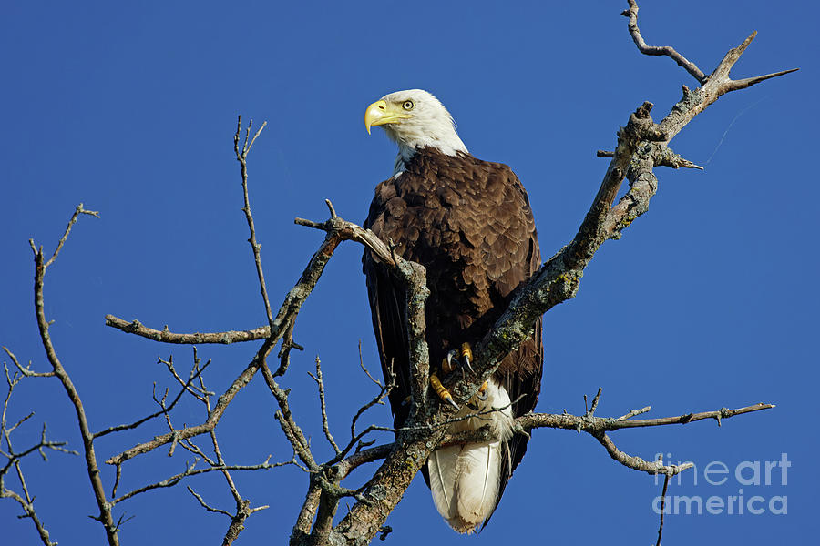America Bald Eagle in Wisconsin Photograph by Natural Focal Point Photography