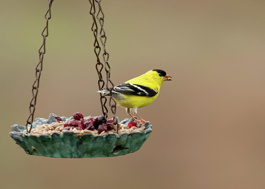 America Goldfinch Photograph by Holden The Moment