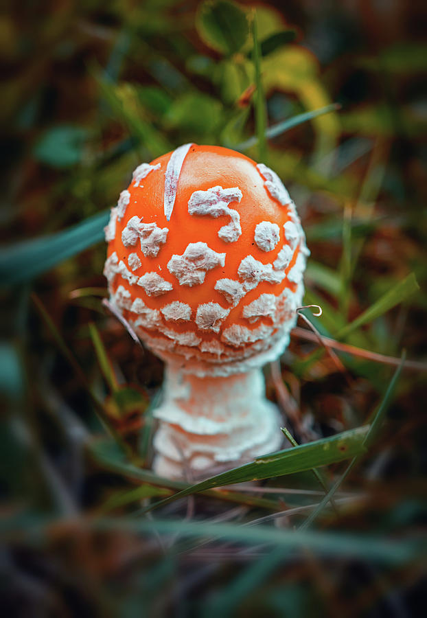 American Agaric Photograph by Lilia S