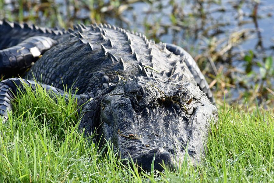 American Alligator 1 Photograph by Heron And Fox - Fine Art America