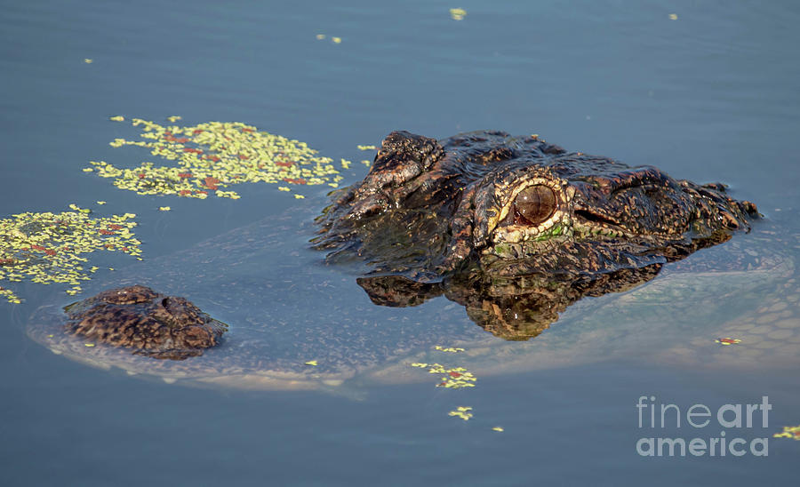American Alligator 2 Photograph by Joanne Carey