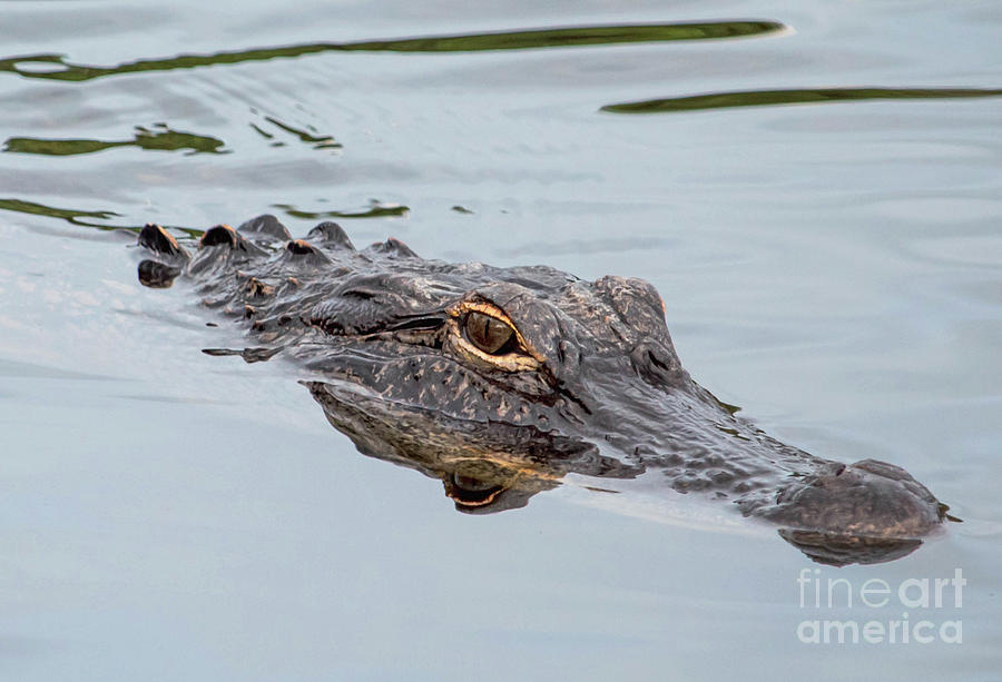 American Alligator 3 Photograph by Joanne Carey
