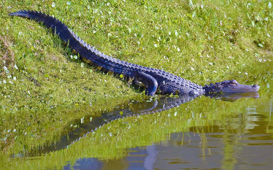 - American alligator - Alligator mississippiensis Photograph by THERESA Nye