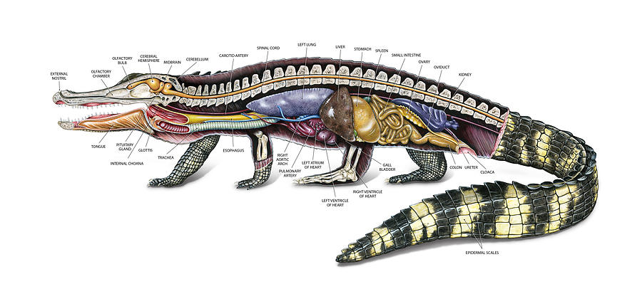 American Alligator Anatomy Painting By Dawn Witherington - Fine Art America