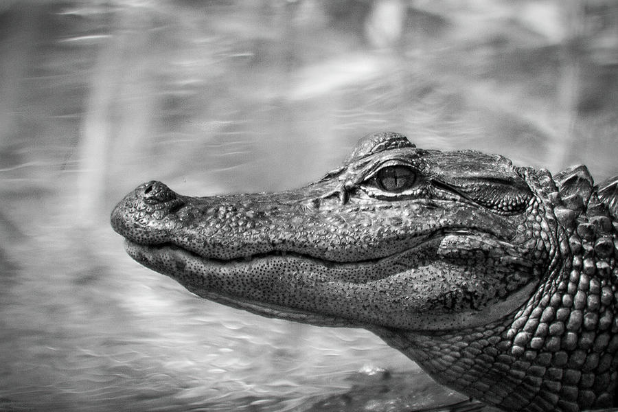 American Alligator By The Neuse River In North Carolina Photograph
