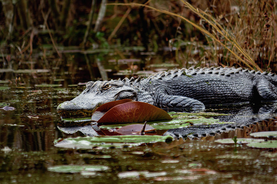 American Alligator Photograph by Cindy Robinson