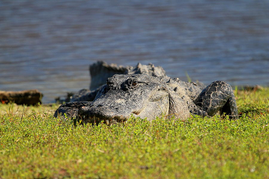 American Alligator Deep Hole Myakka Photograph by Olli Kay - Fine Art ...