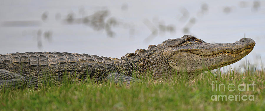 American Alligator - Got My Eye on You Photograph by Dale Powell