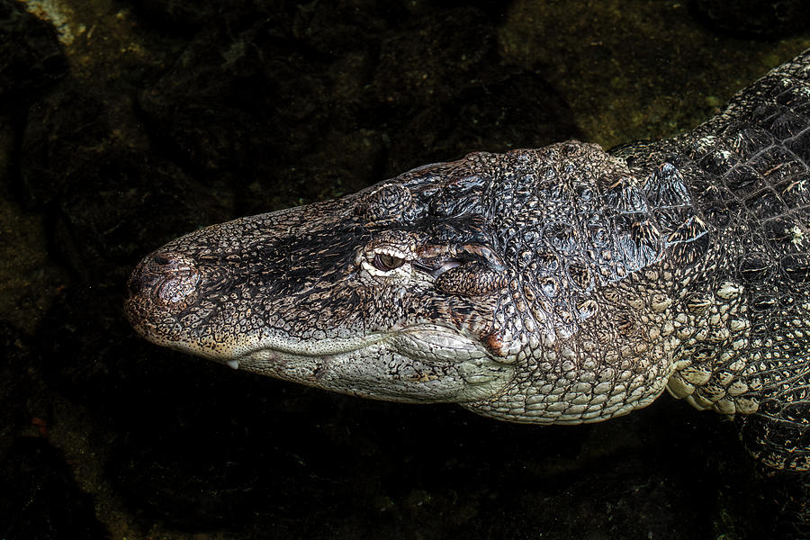 American Alligator Head Photograph by Arterra Picture Library