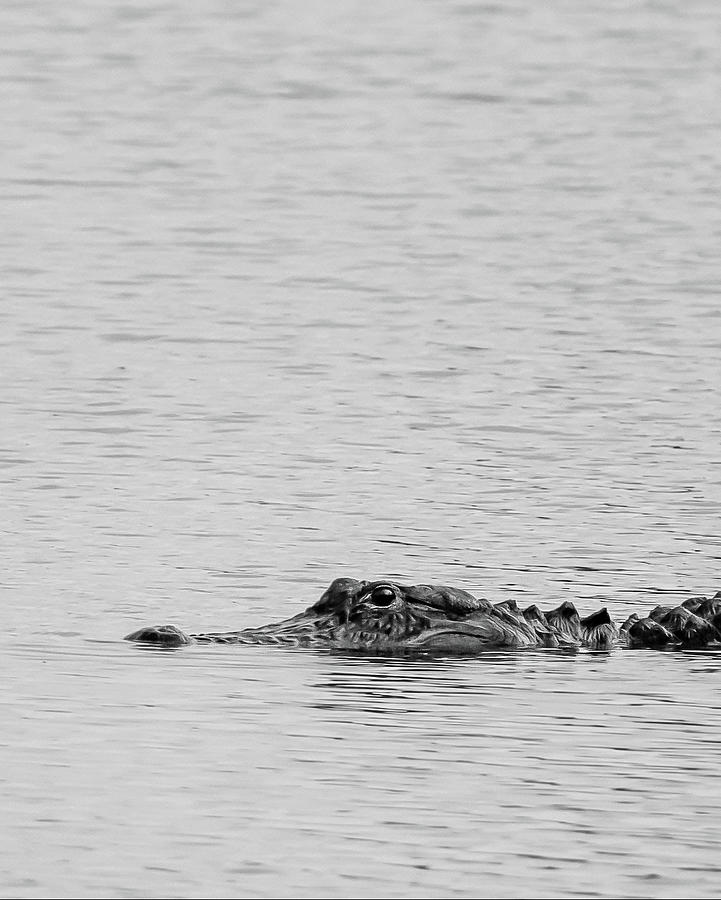 American Alligator in BW Photograph by Bryan Williams