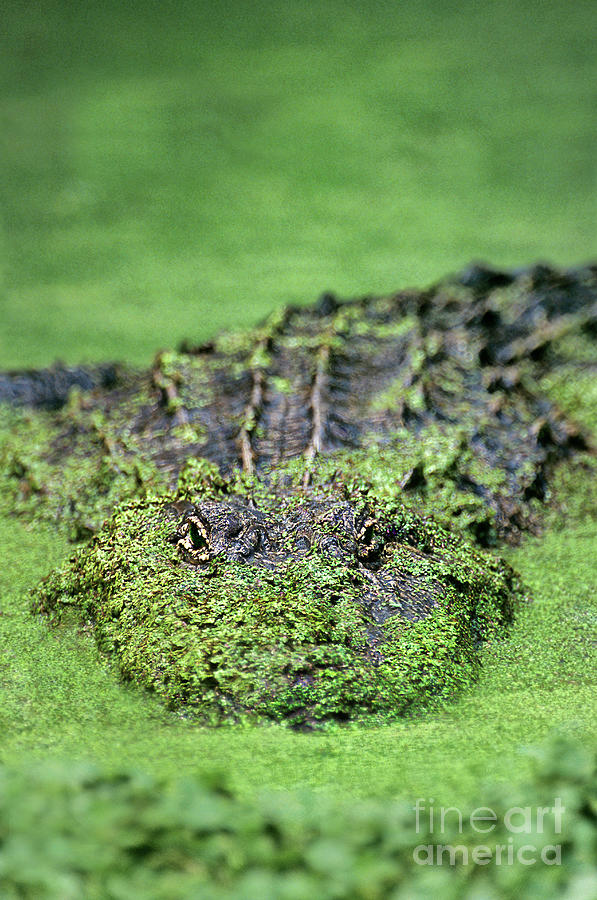 American Alligator In Duckweed Louisiana Photograph by Dave Welling