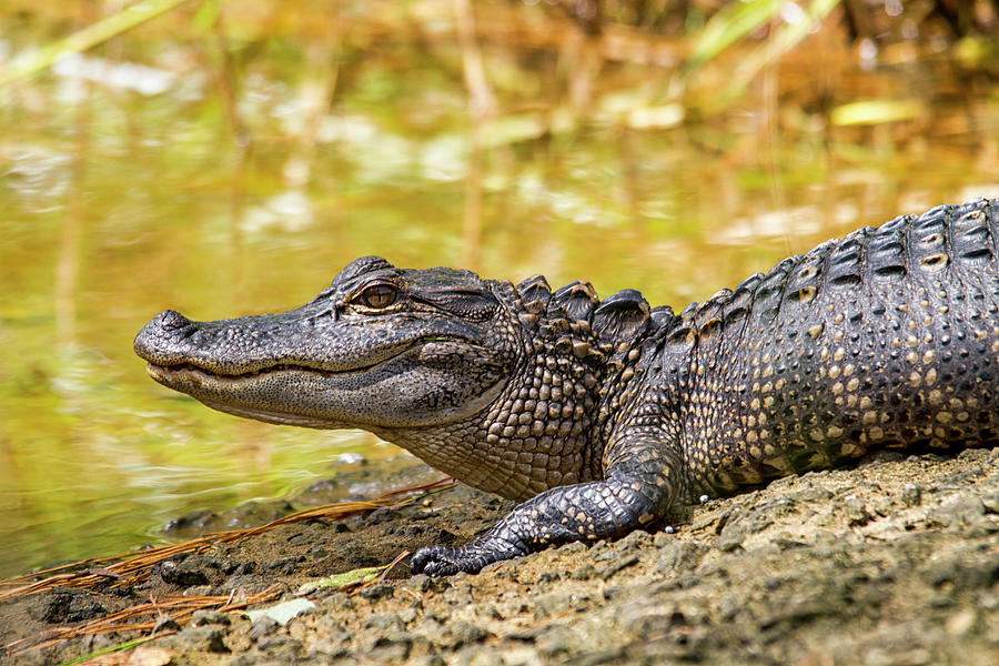 American Alligator in Eastern North Carolina Photograph by Bob Decker