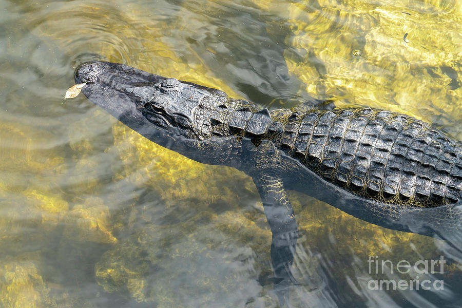 American alligator in the Everglades in southern Florida, USA Photograph by William Kuta