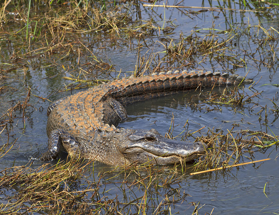 American Alligator lying in wait Photograph by Louise Heusinkveld