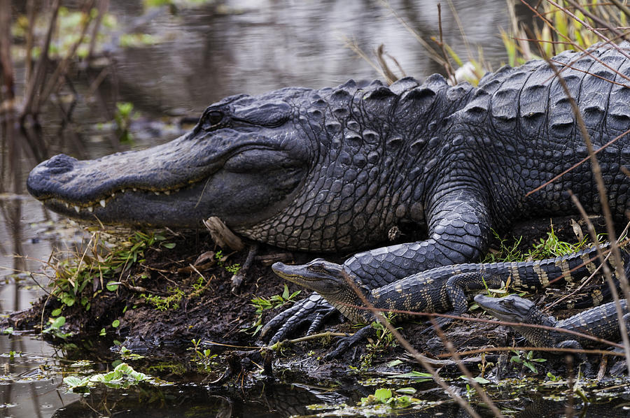 American alligator Photograph by Michael Leggero