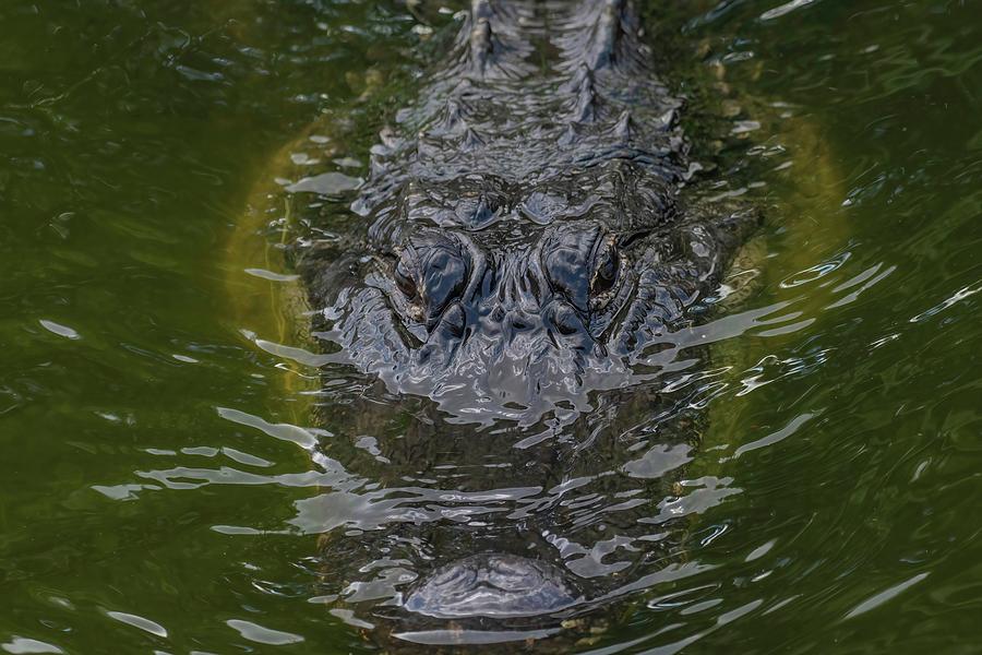 American Alligator Photograph by Rebecca Herranen