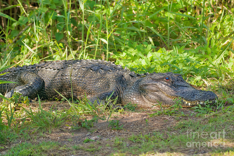 American Alligator Resting Photograph by Judy Kay