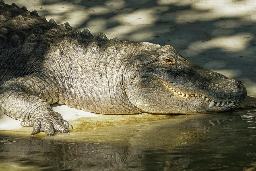 American Alligator Sunbathing Photograph Photograph by Henry Tang ...