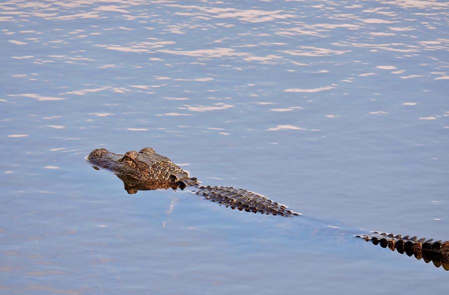 American Alligator Swimming Photograph by Warren Thompson