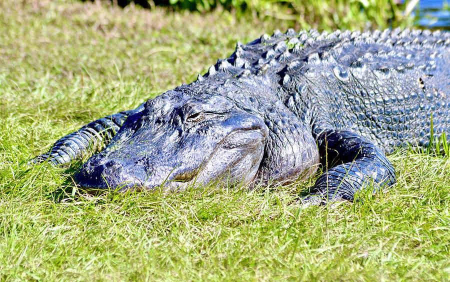 American Alligator Photograph by Warren Thompson