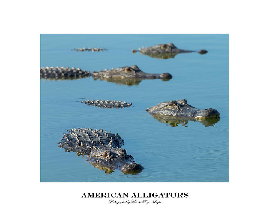 American Alligators Photograph by Maresa Pryor-Luzier