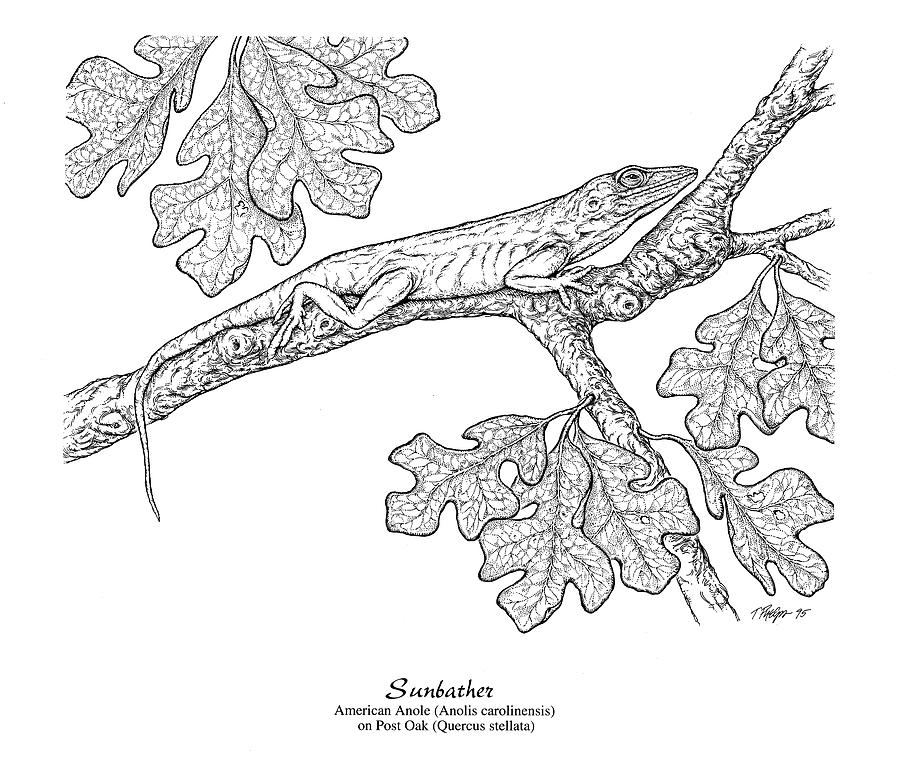 American Anole Pen and Ink Digital Art by Tim Phelps