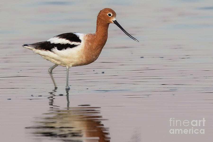 American Avocet 1 Photograph by Jerry Fornarotto