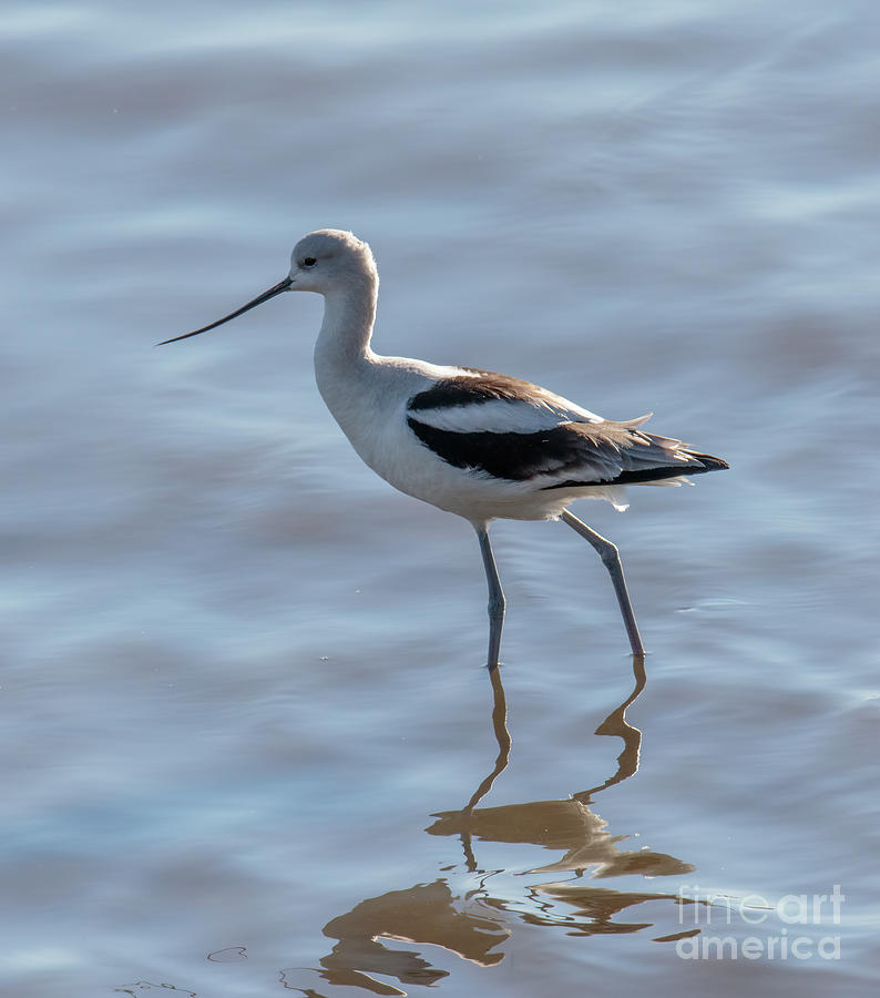 American Avocet Photograph - American Avocet  9A0037 by Stephen Parker
