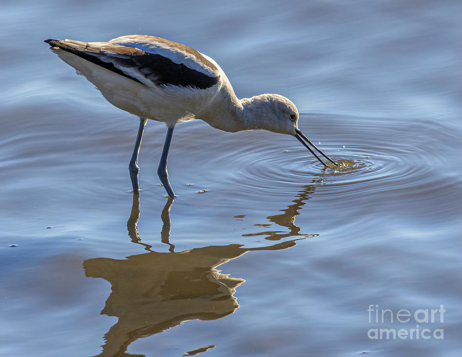 American Avocet Photograph - American Avocet 9A0040 by Stephen Parker
