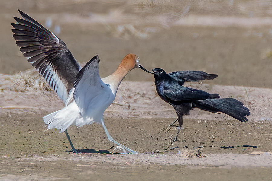 American Avocet and Great-tailed Grackle 9377-052022-2 Photograph by Tam Ryan
