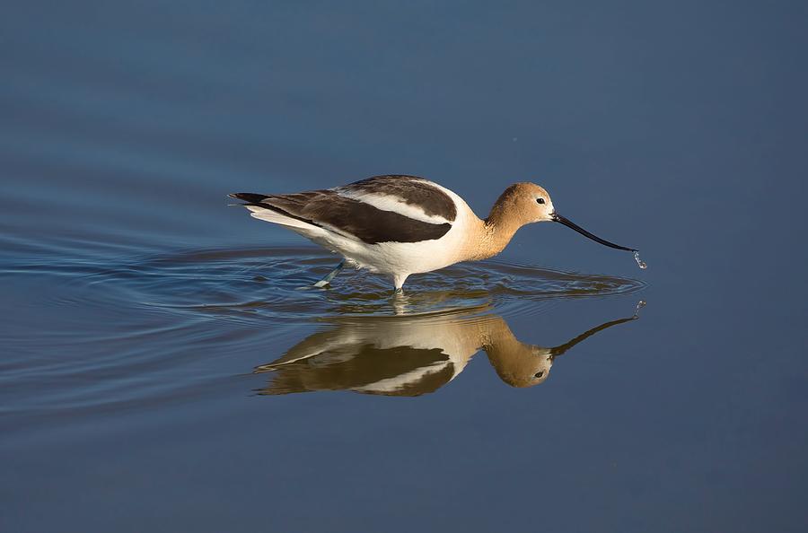 American Avocet and Reflection Photograph by Lynn Hopwood