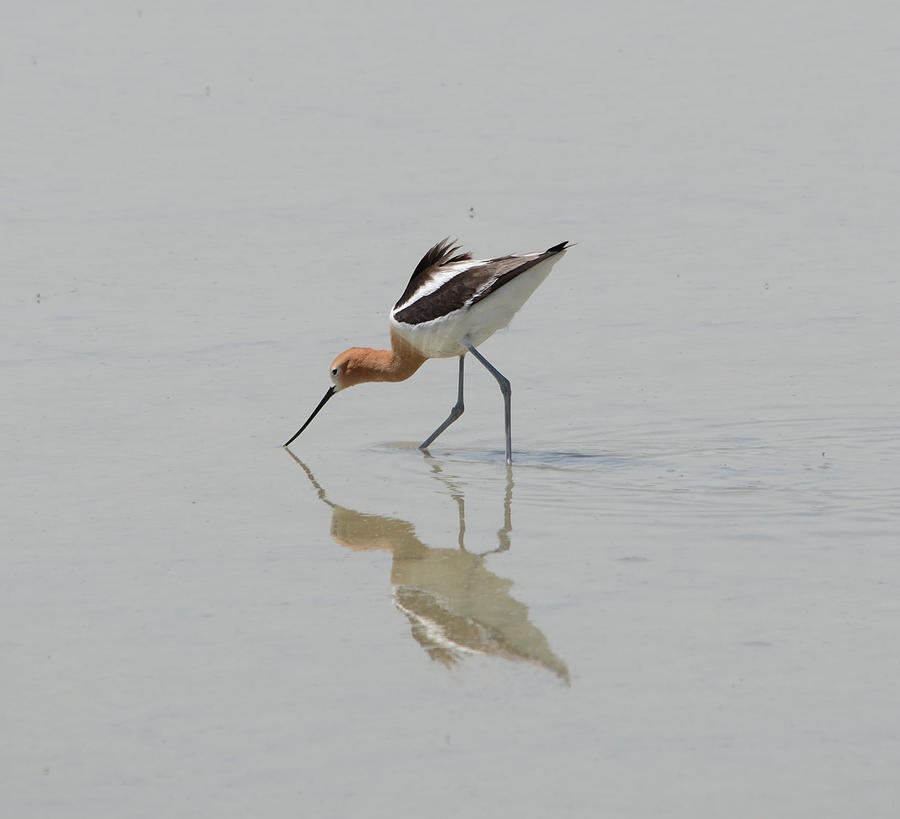 American Avocet at Freezout Photograph by Whispering Peaks Photography