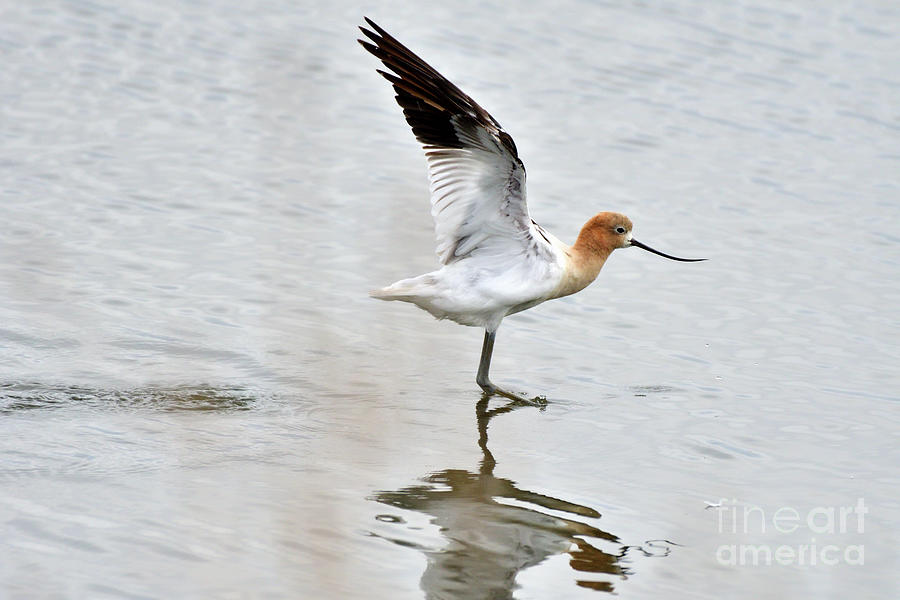 American Avocet Photograph by Amazing Action Photo Video
