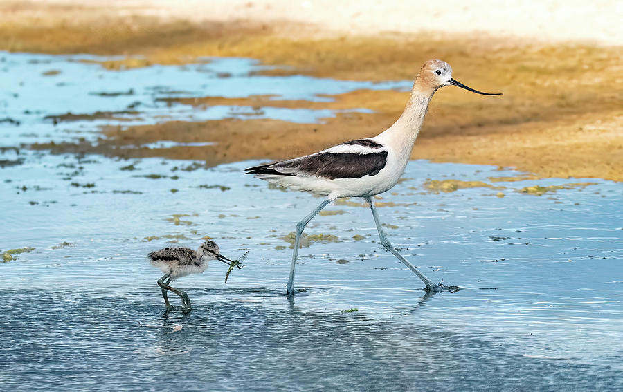 American Avocet Chick with Dragonfly 0502-062422-2 Photograph by Tam Ryan