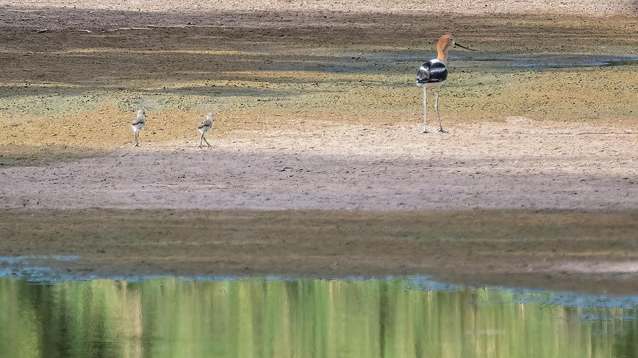 American Avocet Chicks and Adult 0151-062222-2 Photograph by Tam Ryan