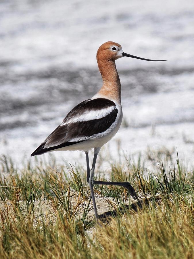 American Avocet Photograph By Dana Hardy - Fine Art America