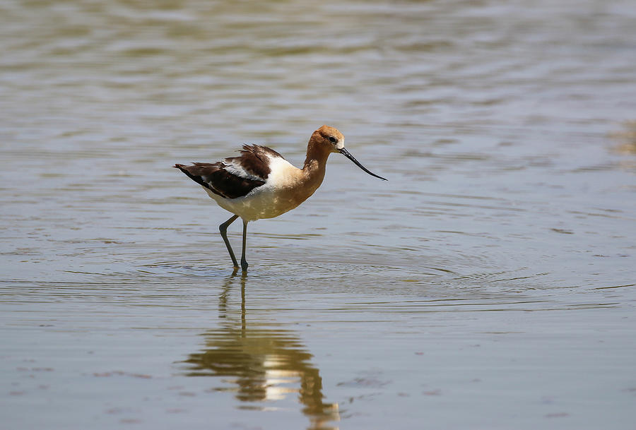 American Avocet Photograph by Dawn Richards