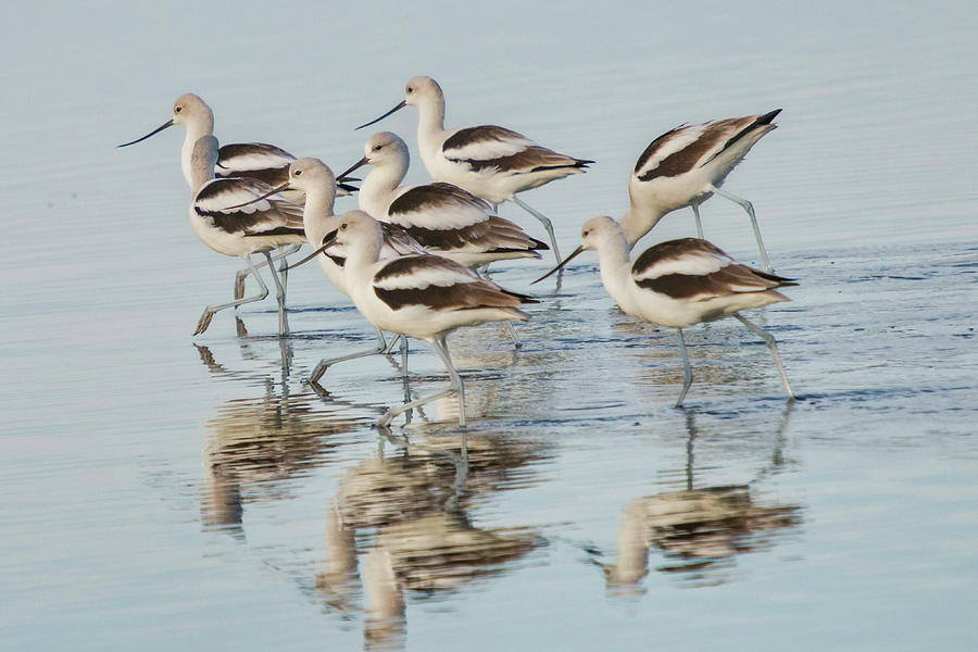 American Avocet Photograph by Dorothy Cunningham