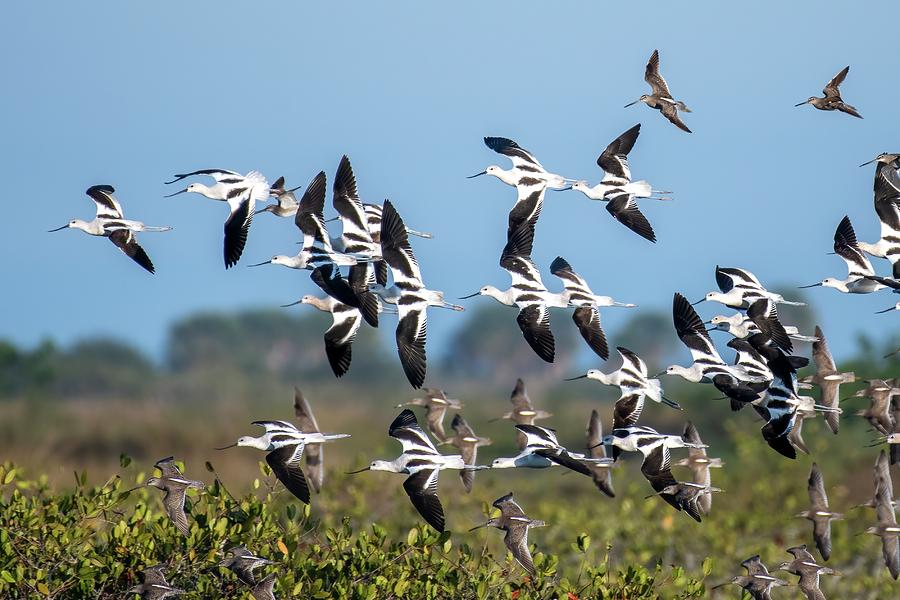 American Avocet Flock in Flight Photograph by Bradford Martin